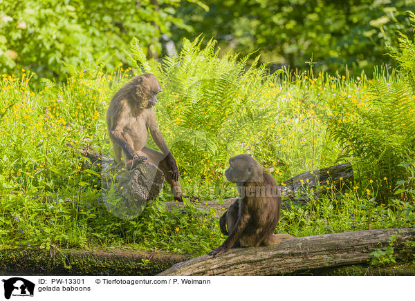 gelada baboons / PW-13301