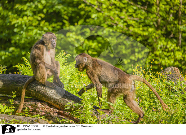 gelada baboons / PW-13308