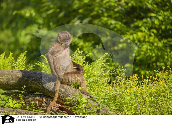 gelada baboon / PW-13318