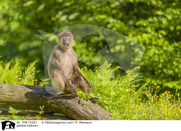 gelada baboon / PW-13321