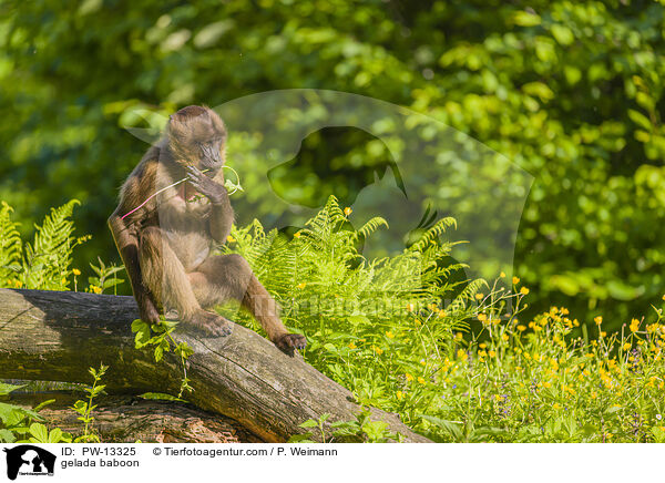 gelada baboon / PW-13325