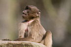 Baboon