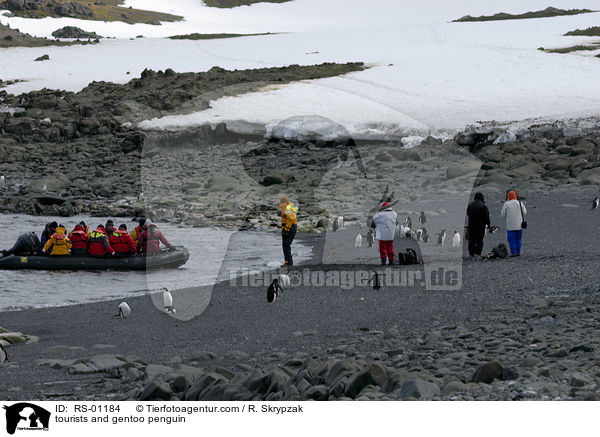 tourists and gentoo penguin / RS-01184