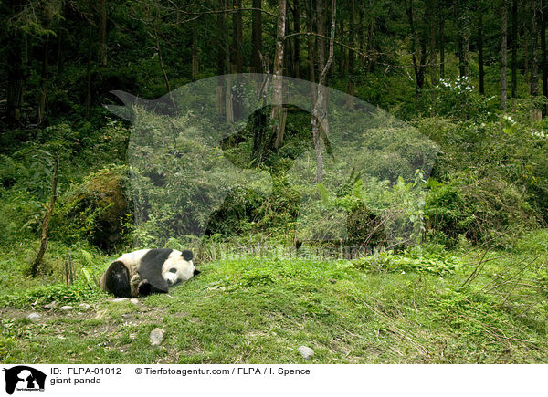 giant panda / FLPA-01012
