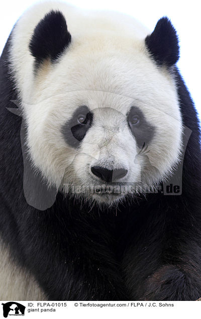giant panda / FLPA-01015
