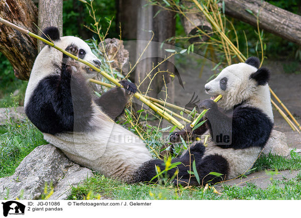 2 giant pandas / JG-01086