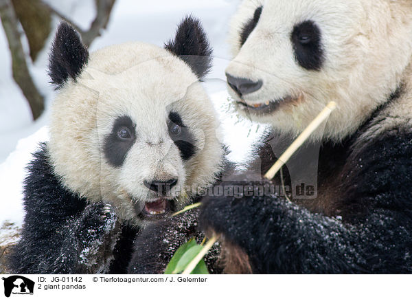 2 Groe Pandas / 2 giant pandas / JG-01142