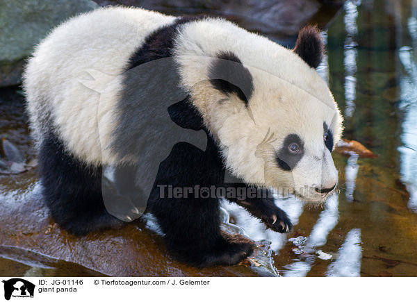 Groer Panda / giant panda / JG-01146