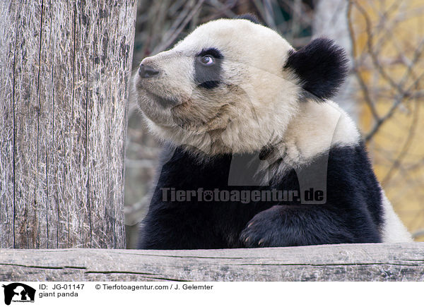 Groer Panda / giant panda / JG-01147