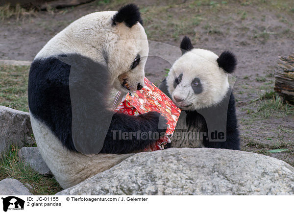 2 Groe Pandas / 2 giant pandas / JG-01155