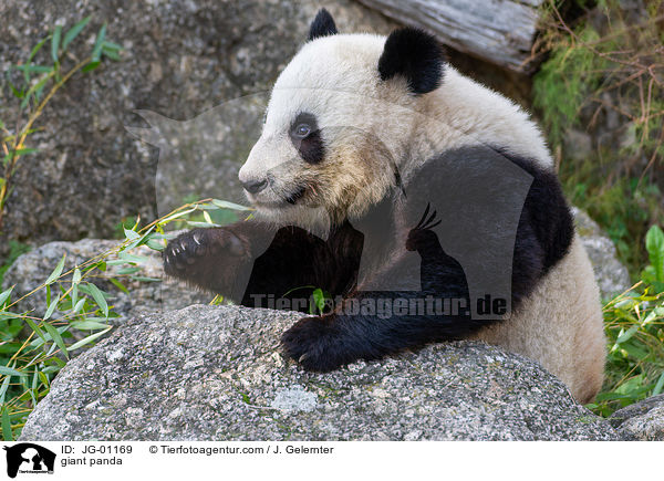 Groer Panda / giant panda / JG-01169