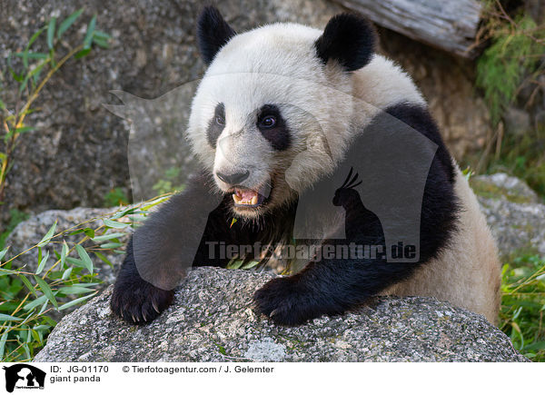 Groer Panda / giant panda / JG-01170