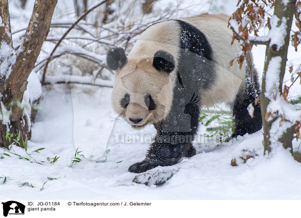 Groer Panda / giant panda / JG-01184