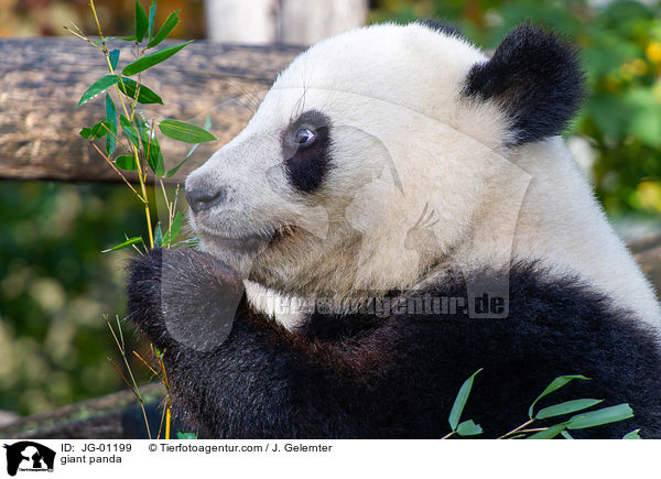 Groer Panda / giant panda / JG-01199