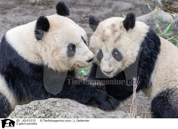 2 Groe Pandas / 2 giant pandas / JG-01213
