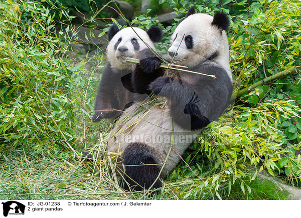 2 Groe Pandas / 2 giant pandas / JG-01238