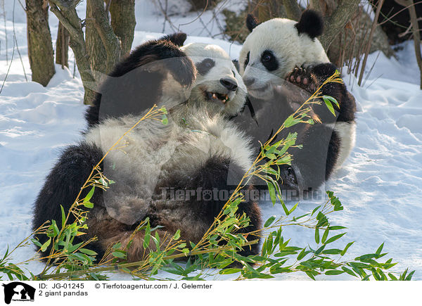 2 Groe Pandas / 2 giant pandas / JG-01245