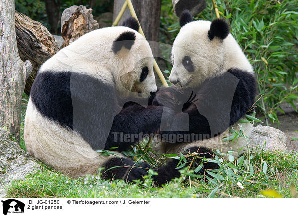 2 Groe Pandas / 2 giant pandas / JG-01250