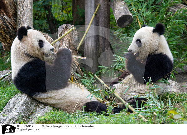 2 Groe Pandas / 2 giant pandas / JG-01255
