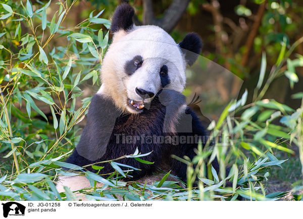 Groer Panda / giant panda / JG-01258