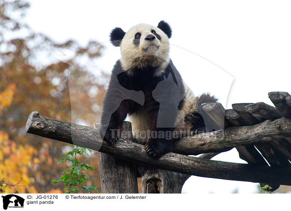 Groer Panda / giant panda / JG-01276