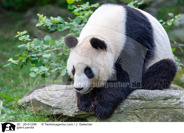 Groer Panda / giant panda / JG-01296