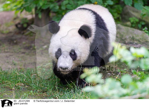 Groer Panda / giant panda / JG-01299