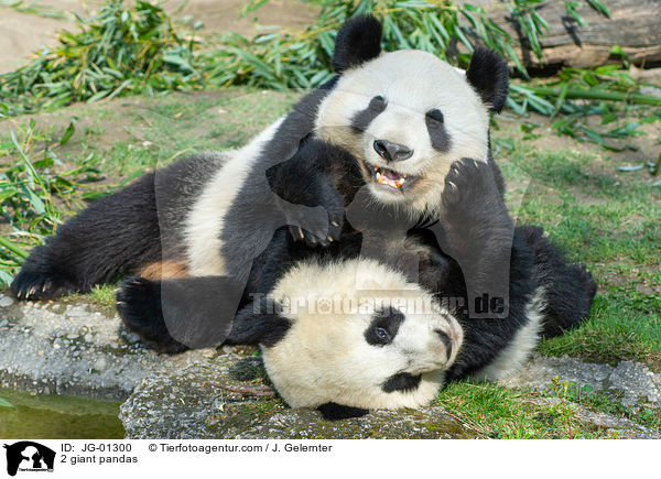 2 Groe Pandas / 2 giant pandas / JG-01300