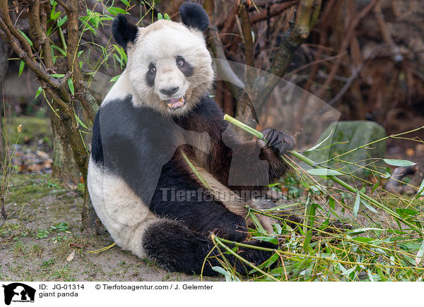 Groer Panda / giant panda / JG-01314