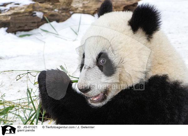 Groer Panda / giant panda / JG-01321