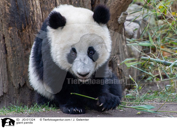 Groer Panda / giant panda / JG-01324