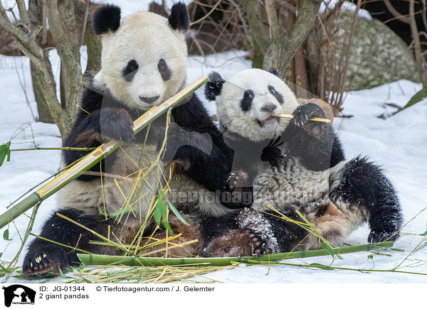 2 Groe Pandas / 2 giant pandas / JG-01344