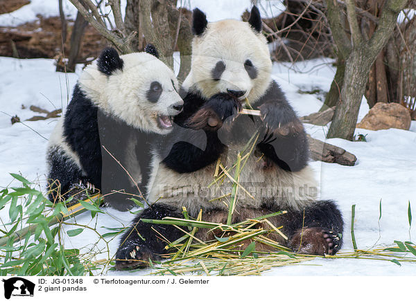 2 Groe Pandas / 2 giant pandas / JG-01348