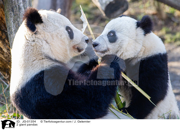 2 Groe Pandas / 2 giant pandas / JG-01354