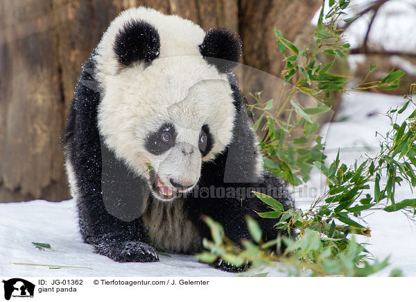 Groer Panda / giant panda / JG-01362
