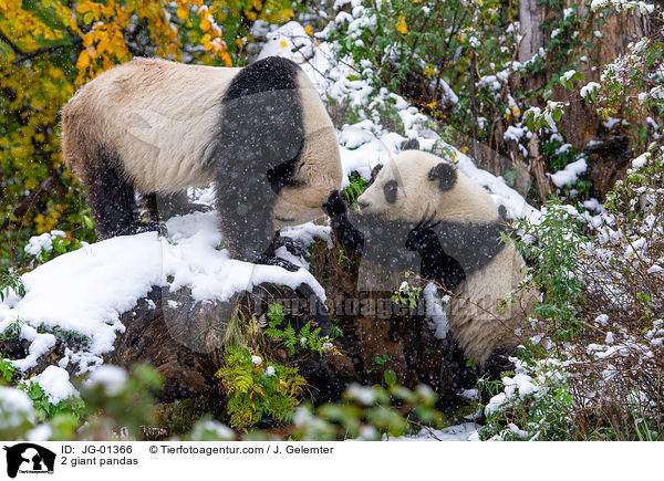 2 Groe Pandas / 2 giant pandas / JG-01366