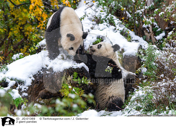 2 Groe Pandas / 2 giant pandas / JG-01369