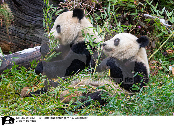 2 Groe Pandas / 2 giant pandas / JG-01383
