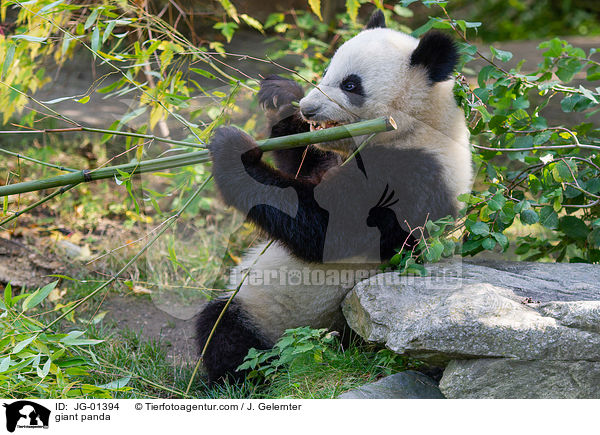 Groer Panda / giant panda / JG-01394