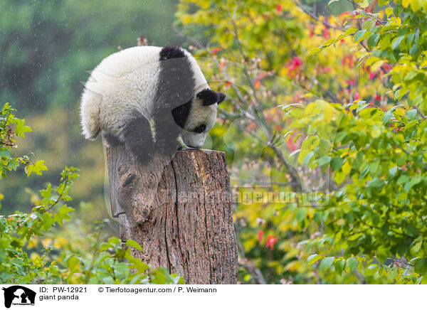 Groer Panda / giant panda / PW-12921
