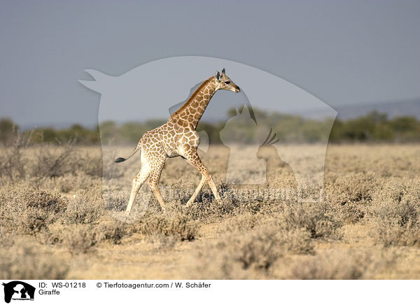Giraffe / WS-01218