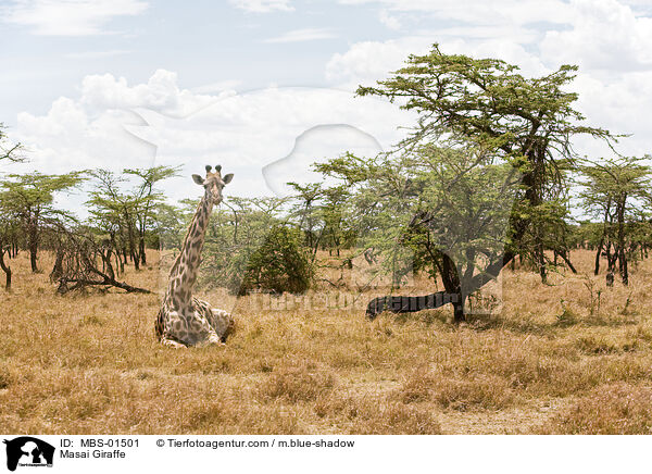 Masai Giraffe / MBS-01501