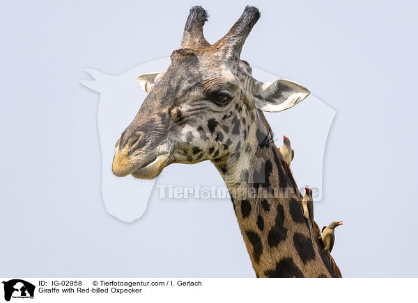Giraffe with Red-billed Oxpecker / IG-02958