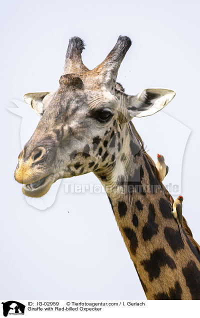 Giraffe with Red-billed Oxpecker / IG-02959