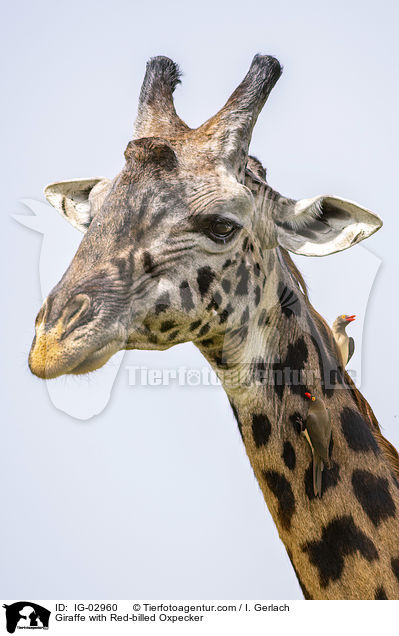 Giraffe with Red-billed Oxpecker / IG-02960