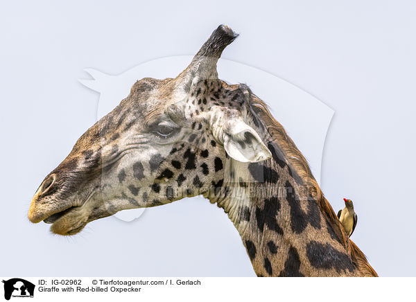 Giraffe with Red-billed Oxpecker / IG-02962