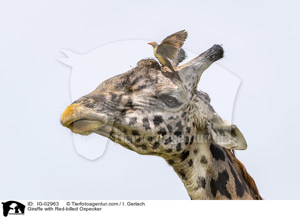 Giraffe with Red-billed Oxpecker / IG-02963