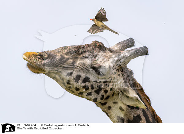 Giraffe with Red-billed Oxpecker / IG-02964