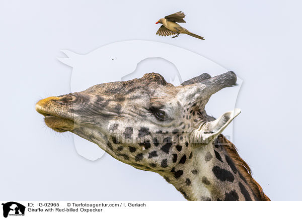Giraffe with Red-billed Oxpecker / IG-02965
