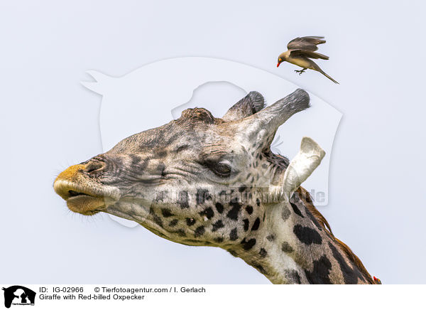 Giraffe with Red-billed Oxpecker / IG-02966